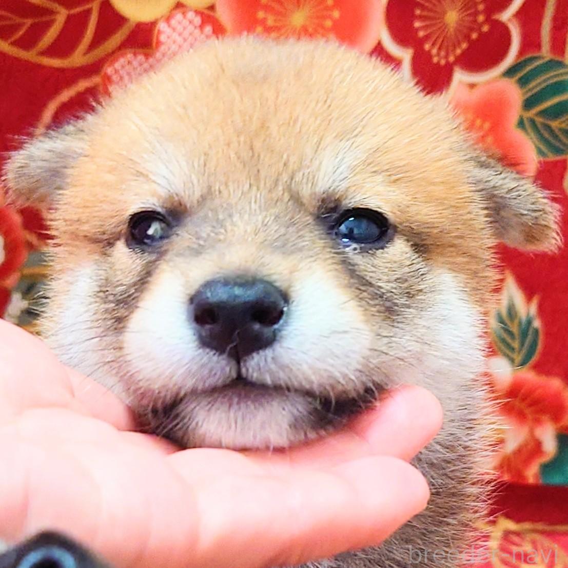 成約済の大阪府の柴犬-389397の8枚目